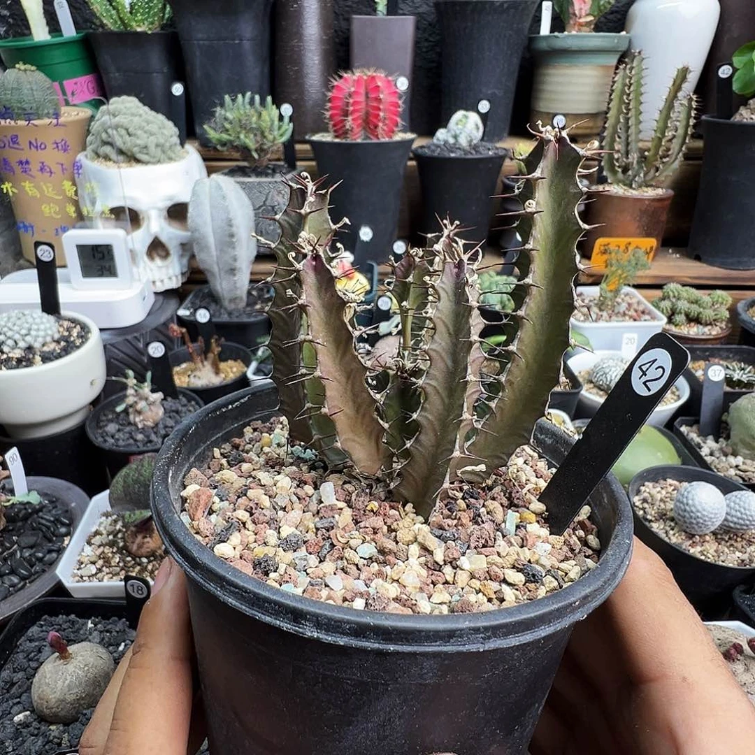 陌***、火山大戟带盆发货