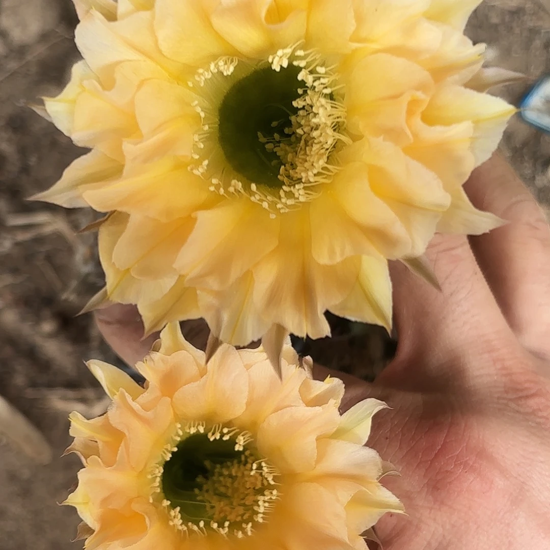 591 有根球球瑕20包邮