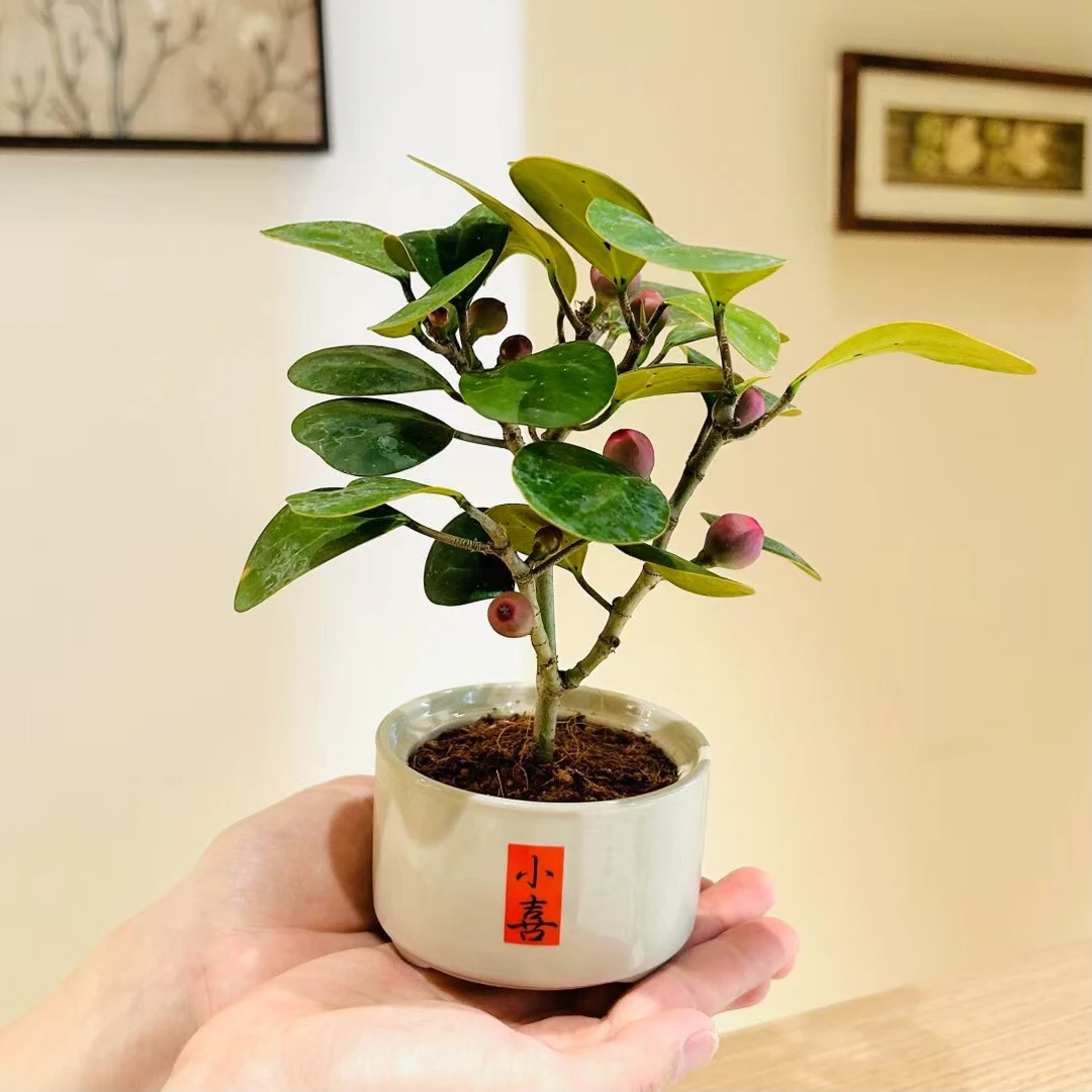 小盼菩提盆栽带果菩提树桌面摆件室内客厅绿植办公桌
