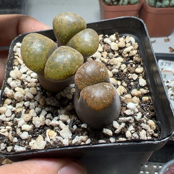 【闪购商品】 890。