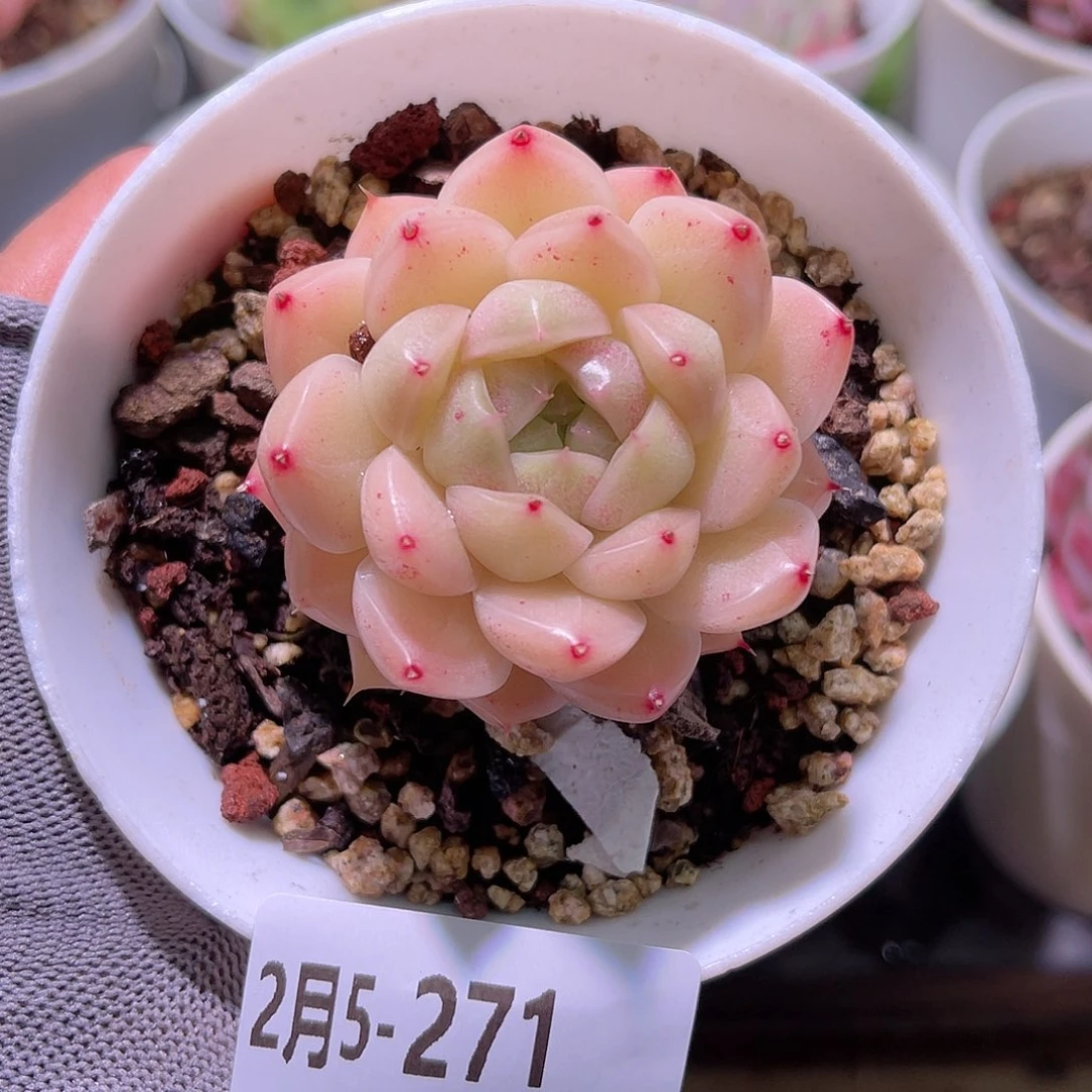 花05-271麦秆单头