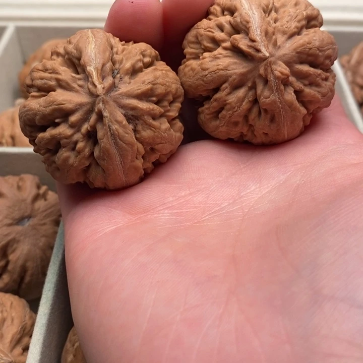 苦***糖霸王龙全品无修一刀没动