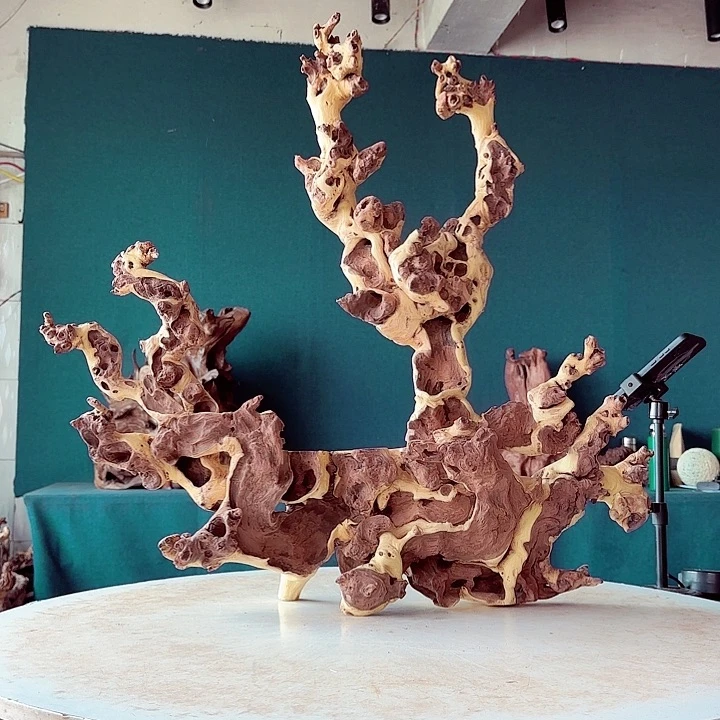 黑果木～***～221金丝红木羊蹄甲半成品