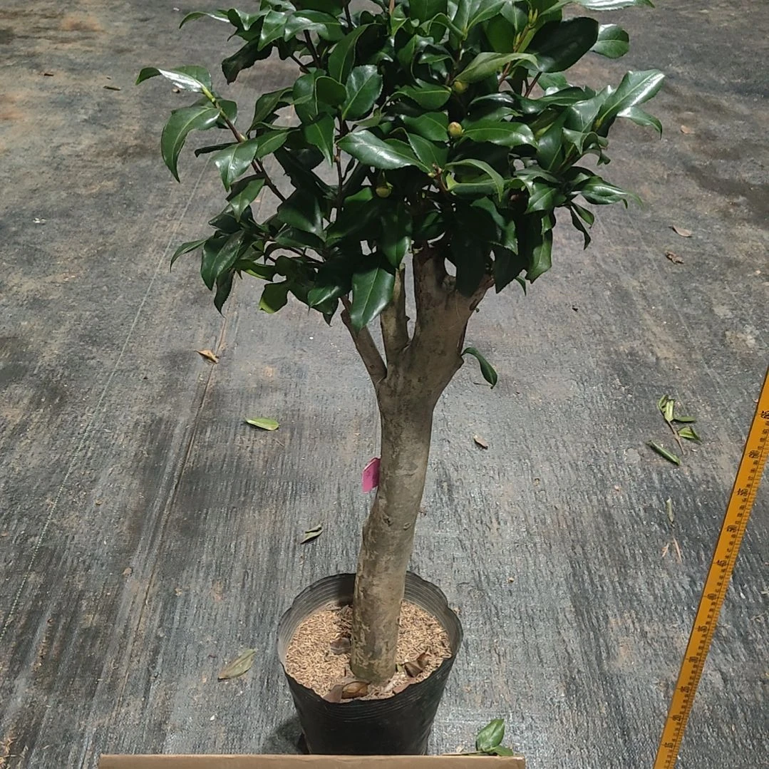 全部花苞黄秀球不包邮