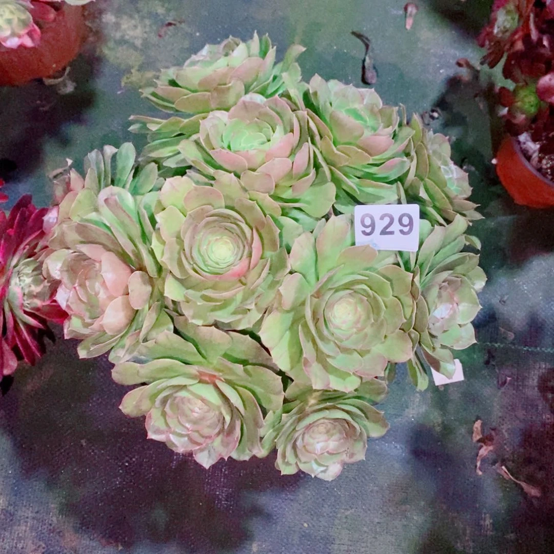 万圣节929多肉1111