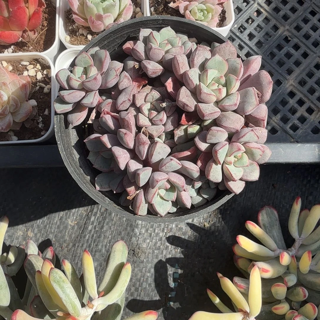 蓝宝石多肉植物精品