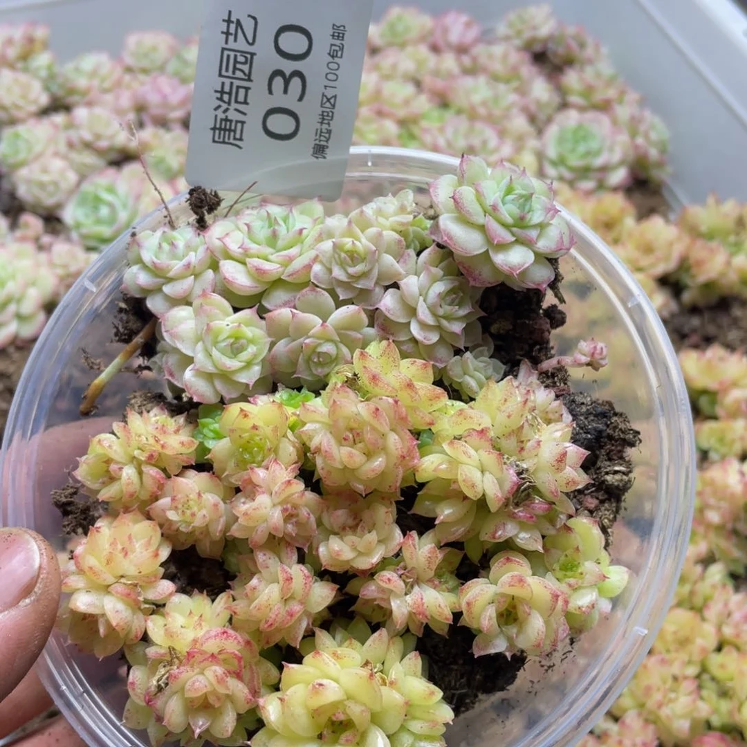 量拍麦秆一份一盒030