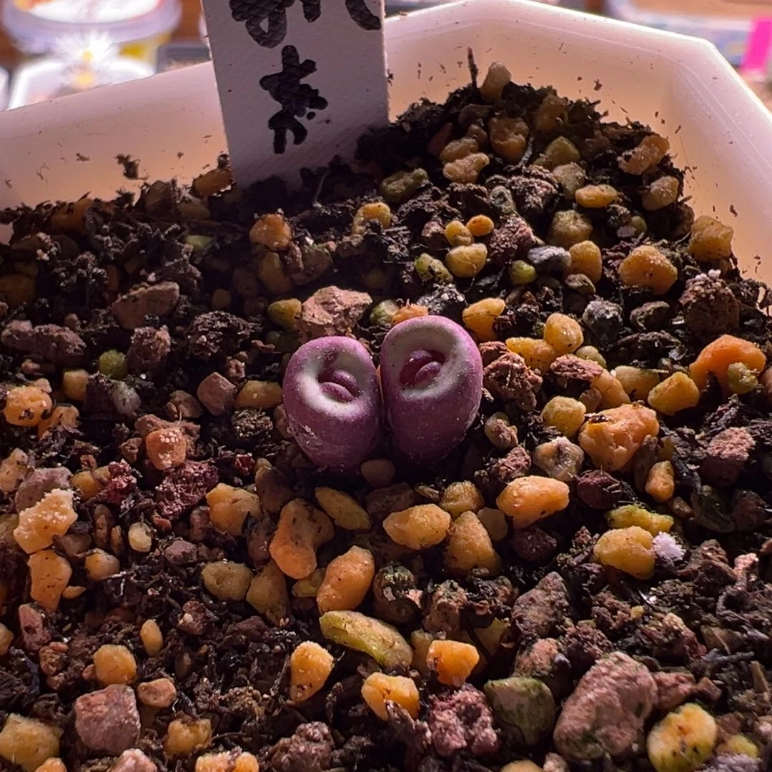 等***去特特特特吹干发货