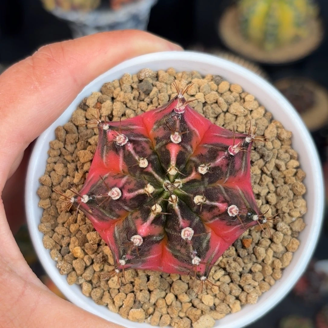 泰系米哈仙人球800