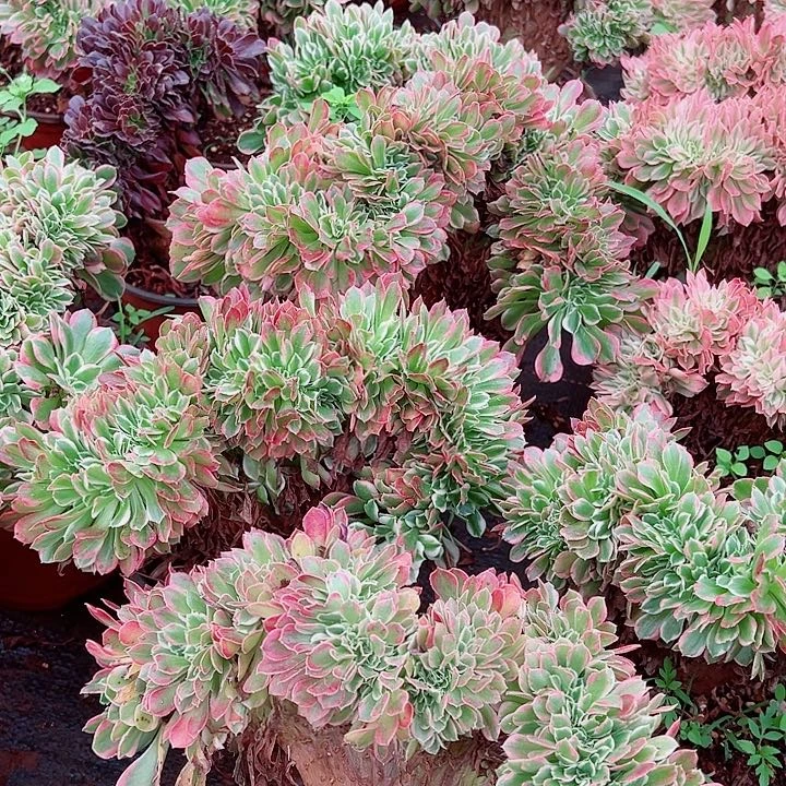 白凤缀多肉植物大战