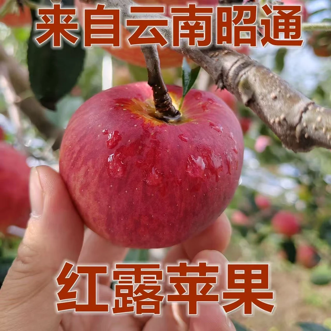 云南昭通红露丑苹果新鲜脆甜多汁当季现摘高原水果