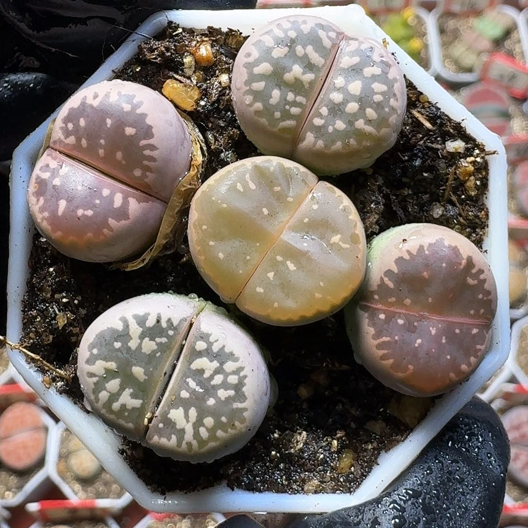 生石花111111。  1公半。  98