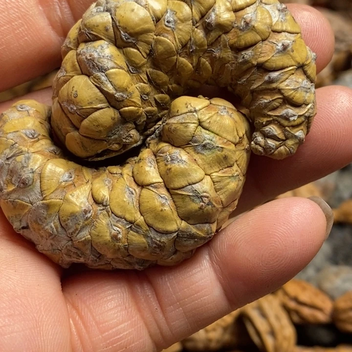 桃核吊坠娜姐真的103