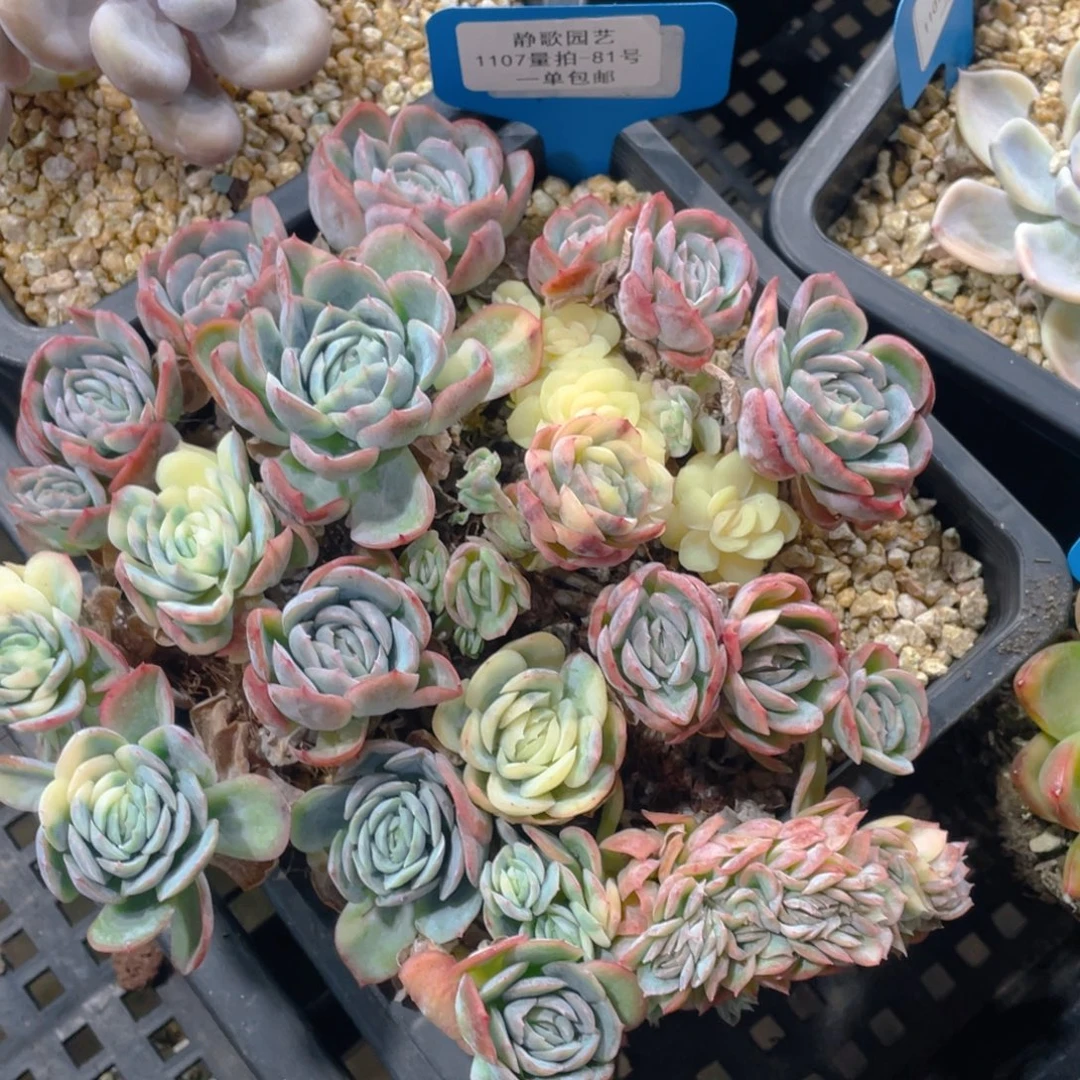 1107-81-颜值贝瑞锦群生一颗