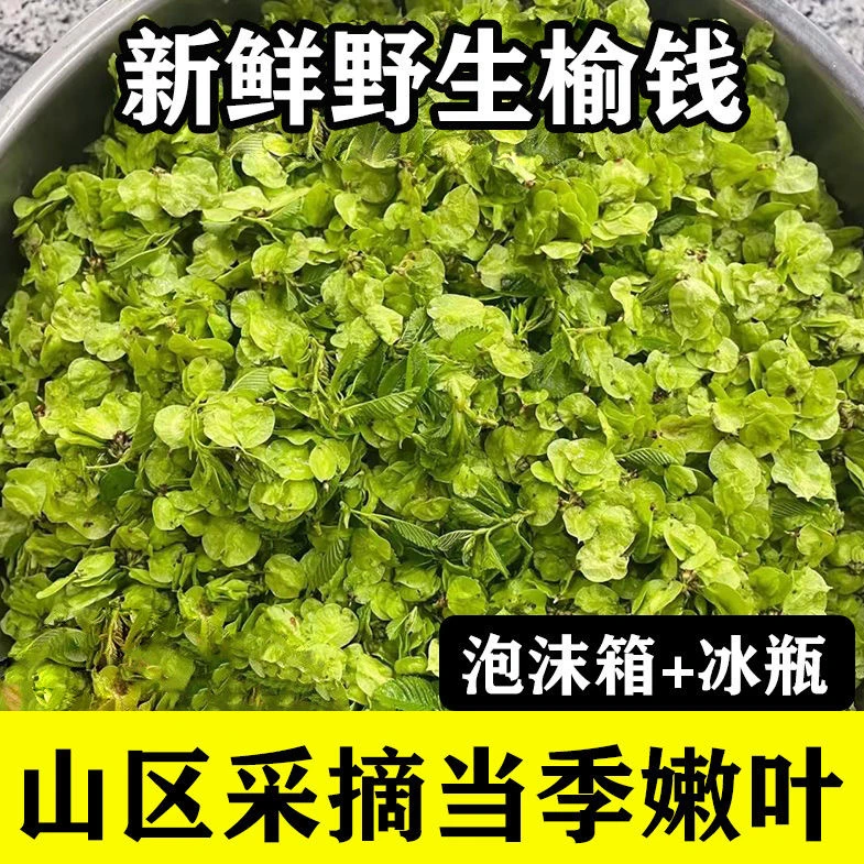 新鲜榆钱野菜钱串子可做窝窝头蔬菜整箱1/2/3斤