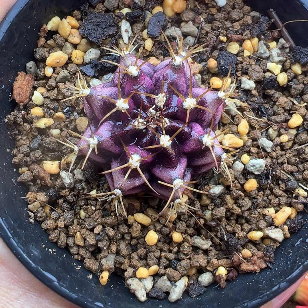 122-肋骨锦带盆土发货福利价