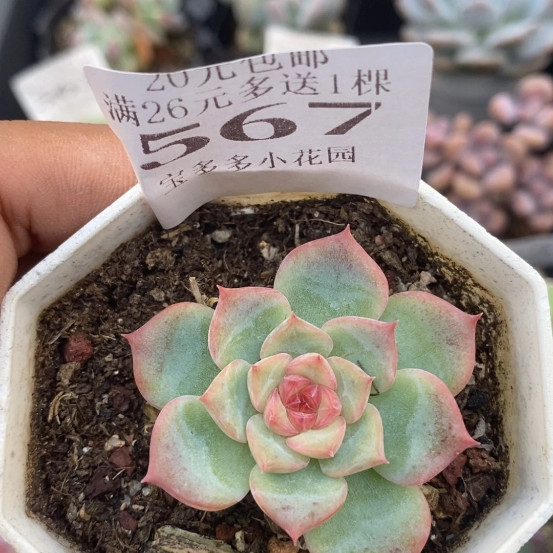 白玉迪一物一拍满20包邮满26送一颗多肉