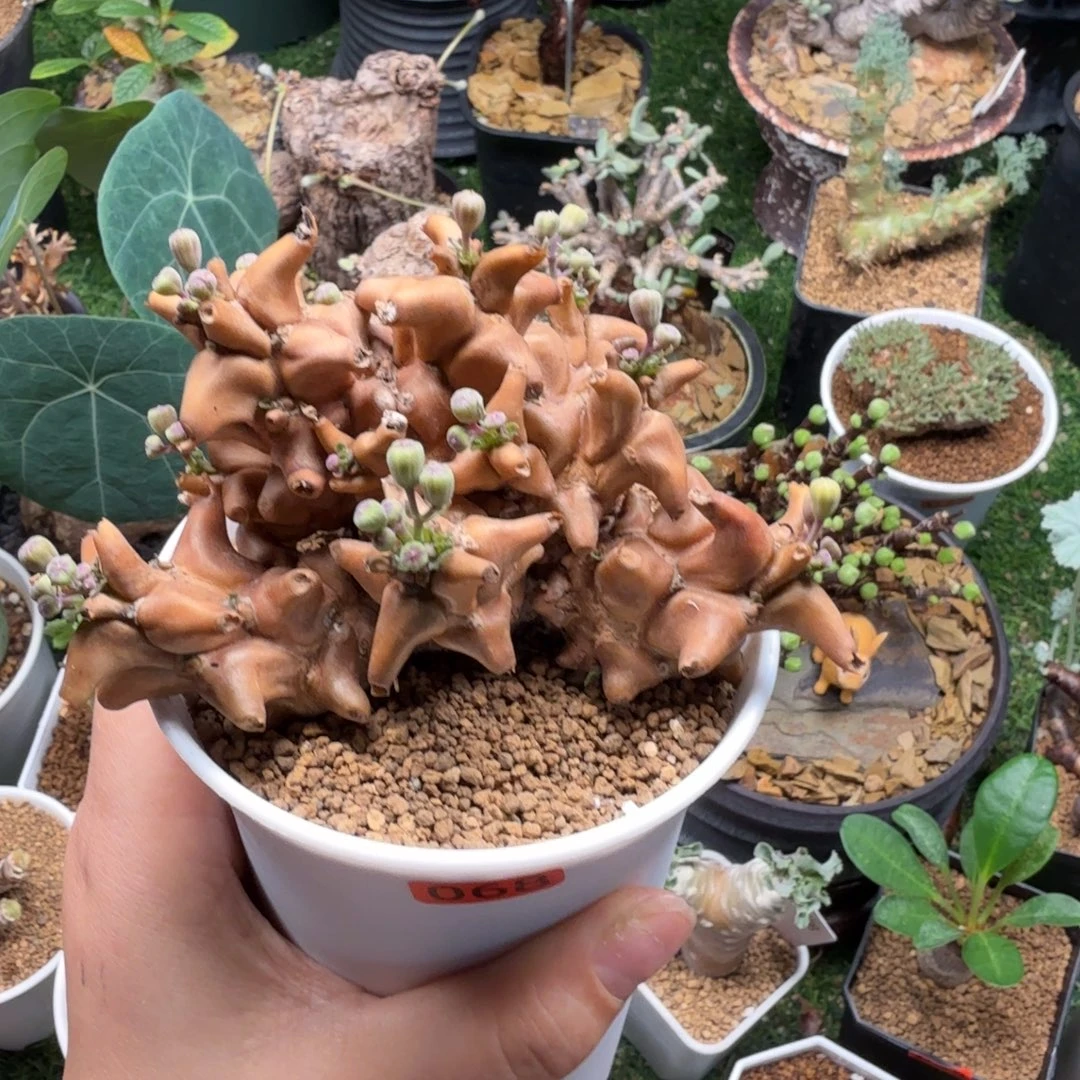 蛮鬼塔068仙人掌球