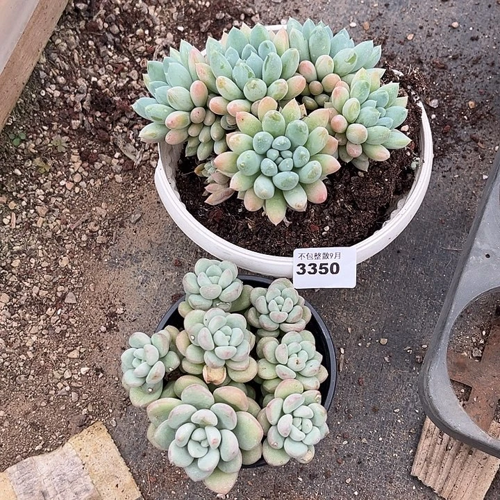 阿雅园艺。        3350