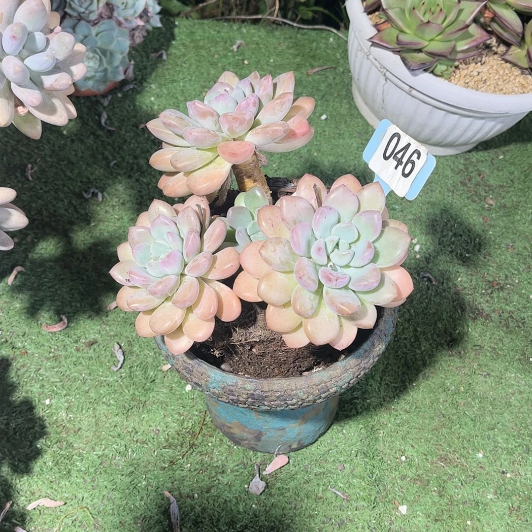 静***白露多肉植物保护046