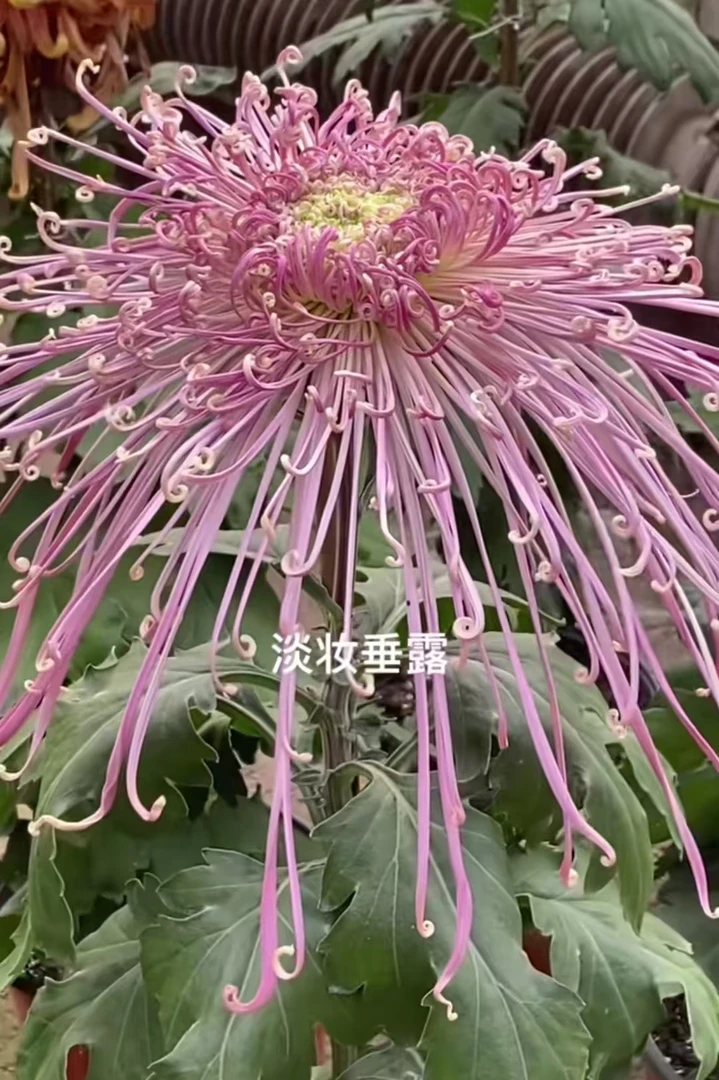 菊花小雏菊苗【淡妆垂露】对版发货大菊多年生盆栽地载花卉绿植