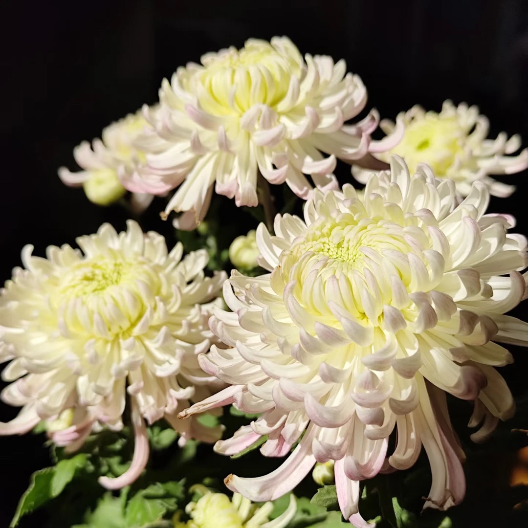 【西施出浴】独头9月大菊多年生带花苞绿植盆栽适合室内外阳台种植