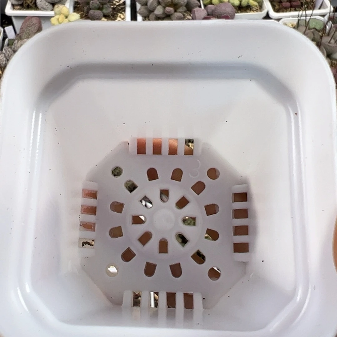 满满姐的多肉植物水泡