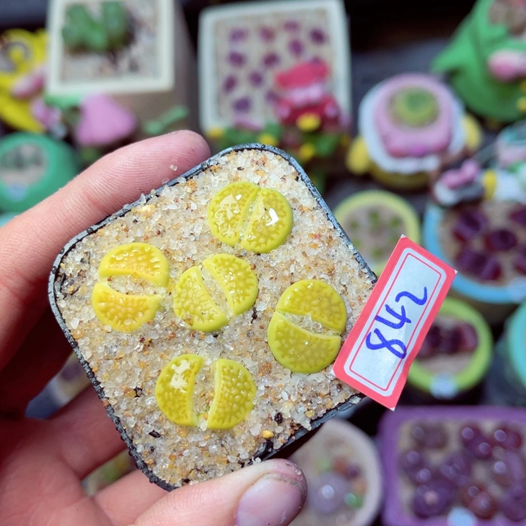 842生石花带盆发