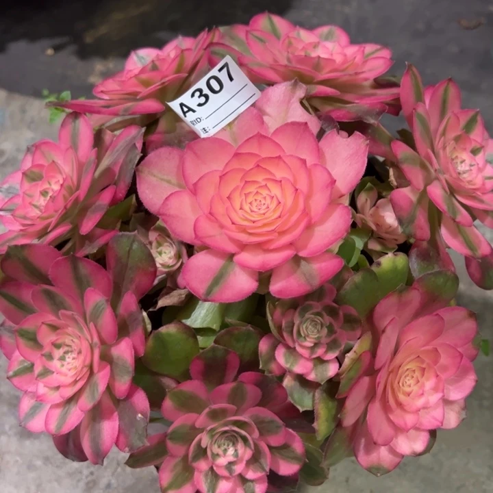 307荔枝22厘米左右