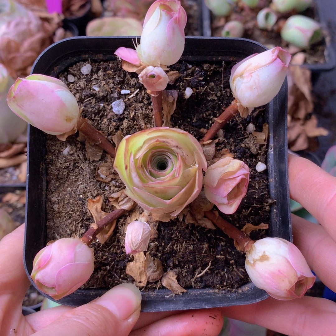 一物一拍星辰福利391