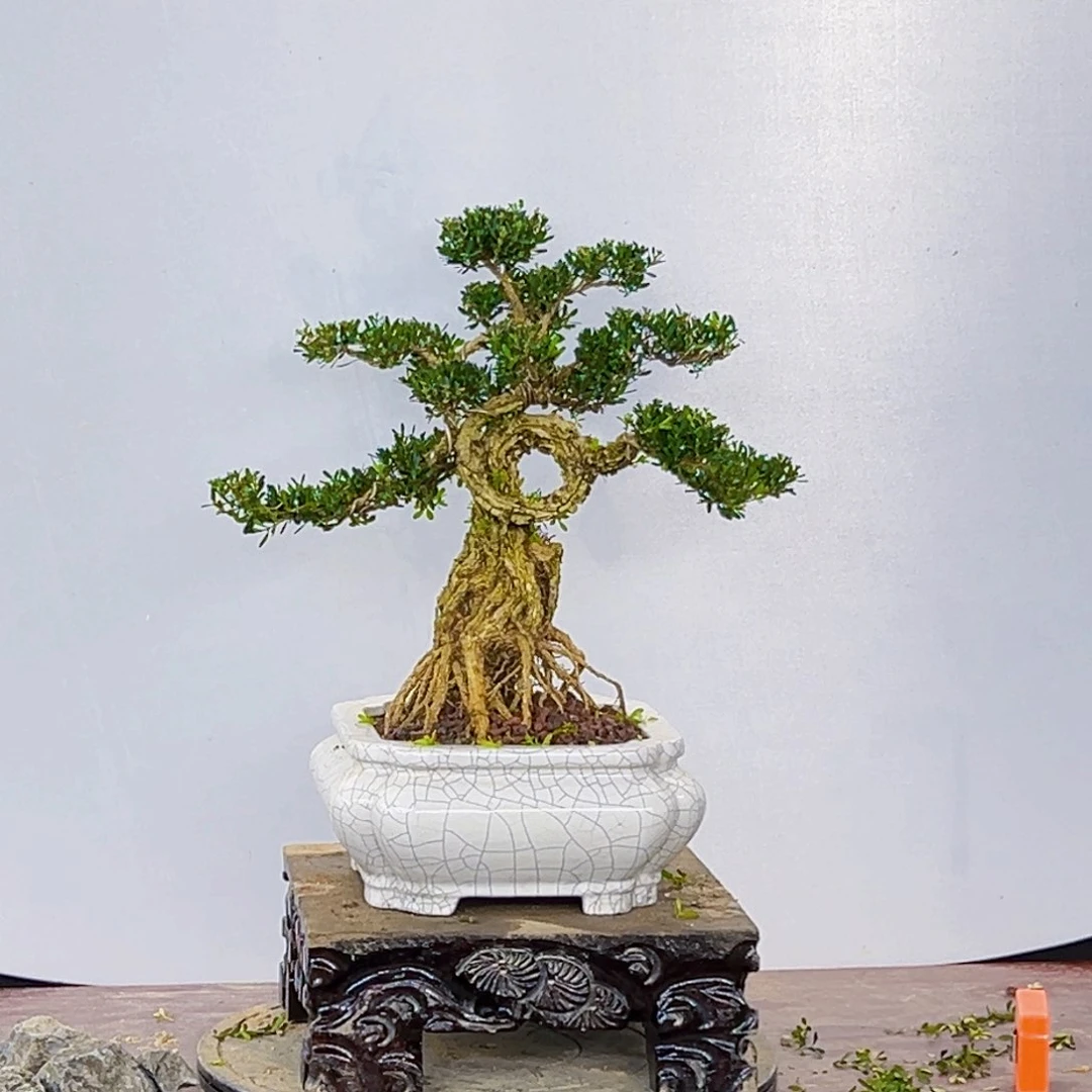 无花朵高端黄杨盆景艺术