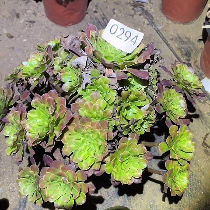 多肉植物法师294红铜壶中班