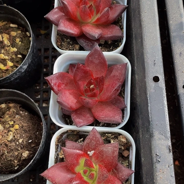 罗宾5.5方带哦土发货