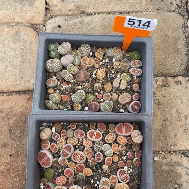 粉**间生石花小苗514