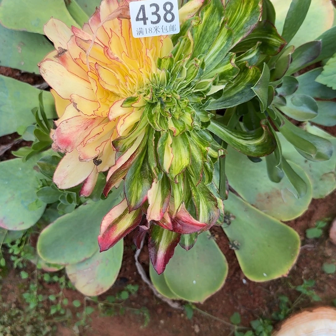 草***丁438魅影七彩缀福利