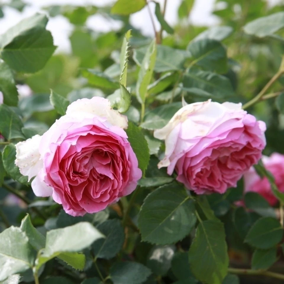 【罗伊】藤本月季花苗盆栽地栽南北方种植月季花苗庭院植物爬藤