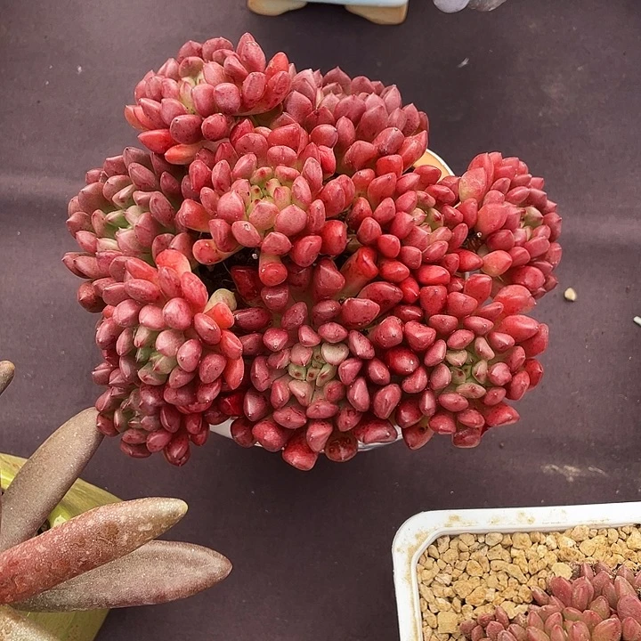 冻***茶多肉植物红宝石杂交