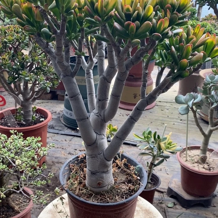 黄金大铲月一物一拍