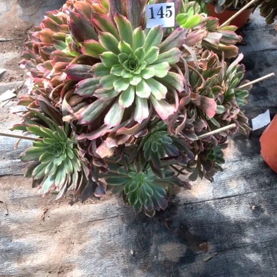 天****?多肉植物粉黛145