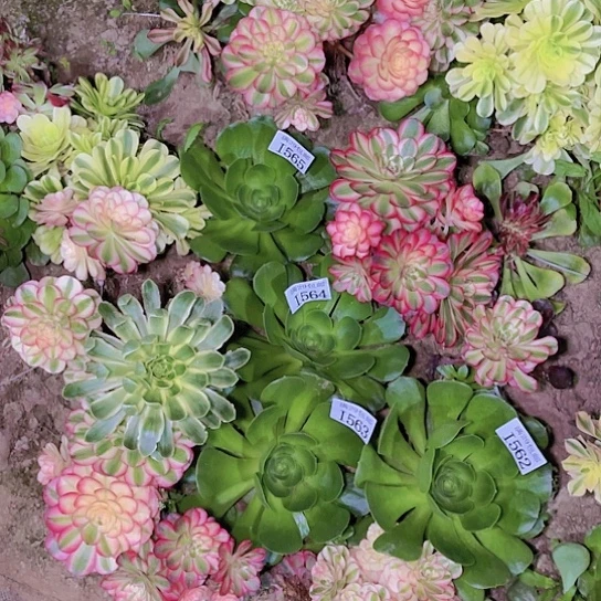 562636465香炉盘4颗