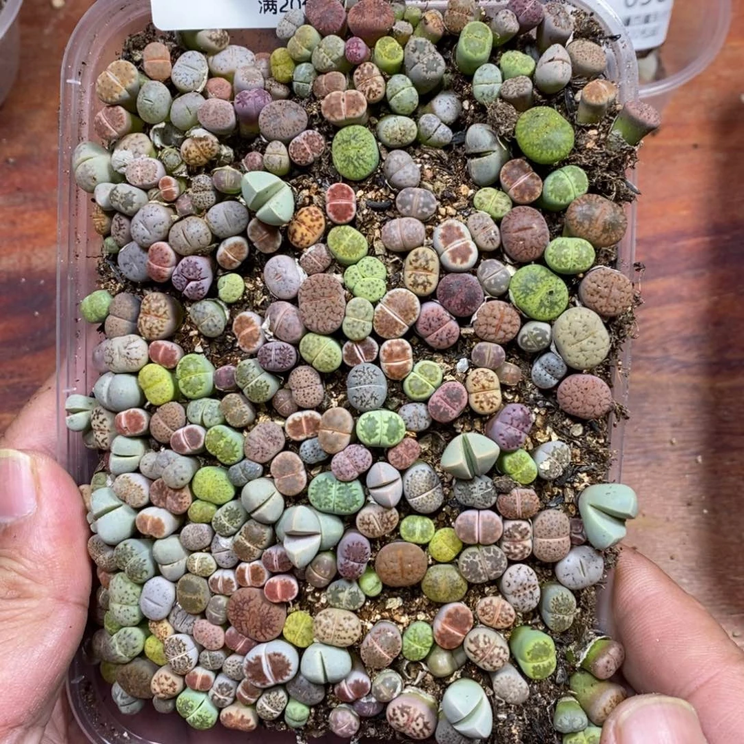 多肉蛋炒饭，感谢您相伴056