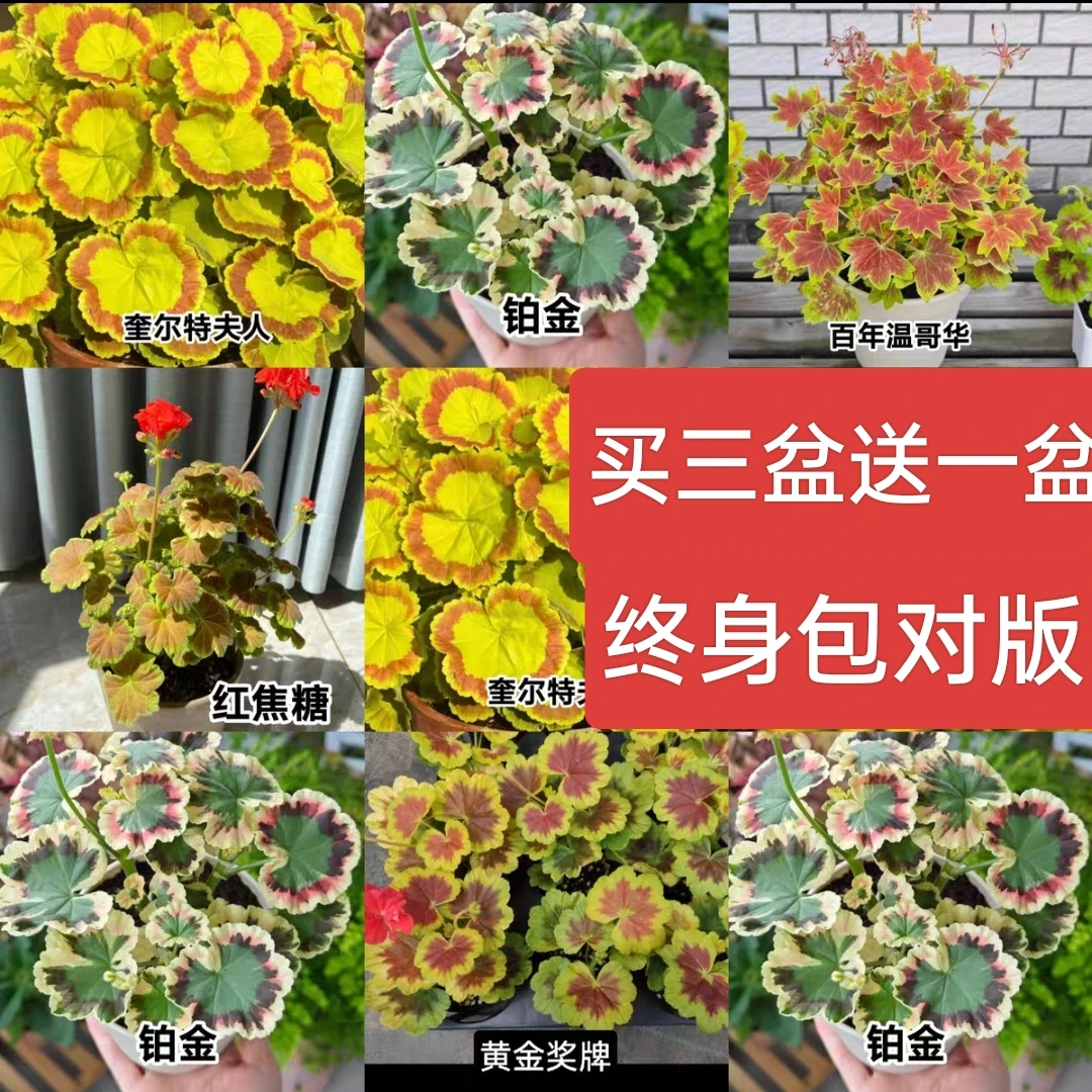 彩叶天竺葵四季开花阳台好养品种