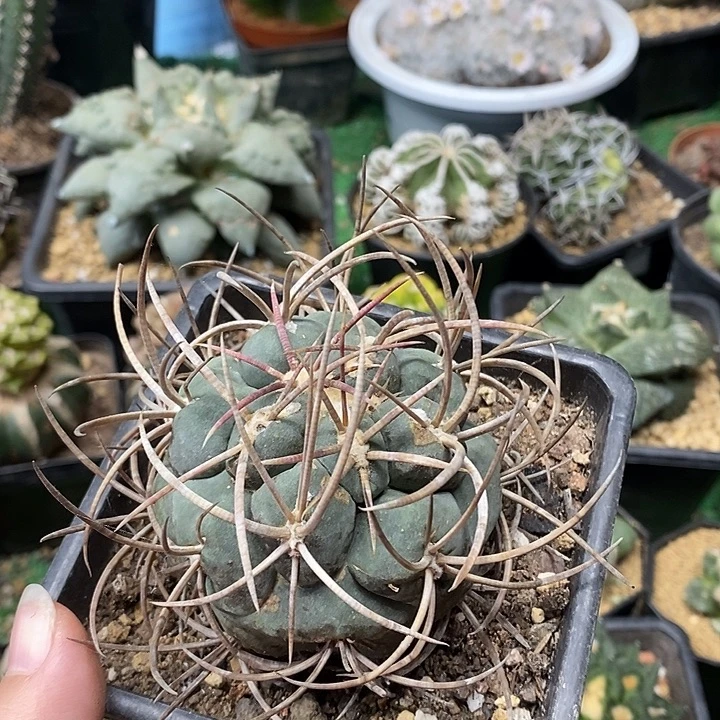 自根菲冠龙10公分