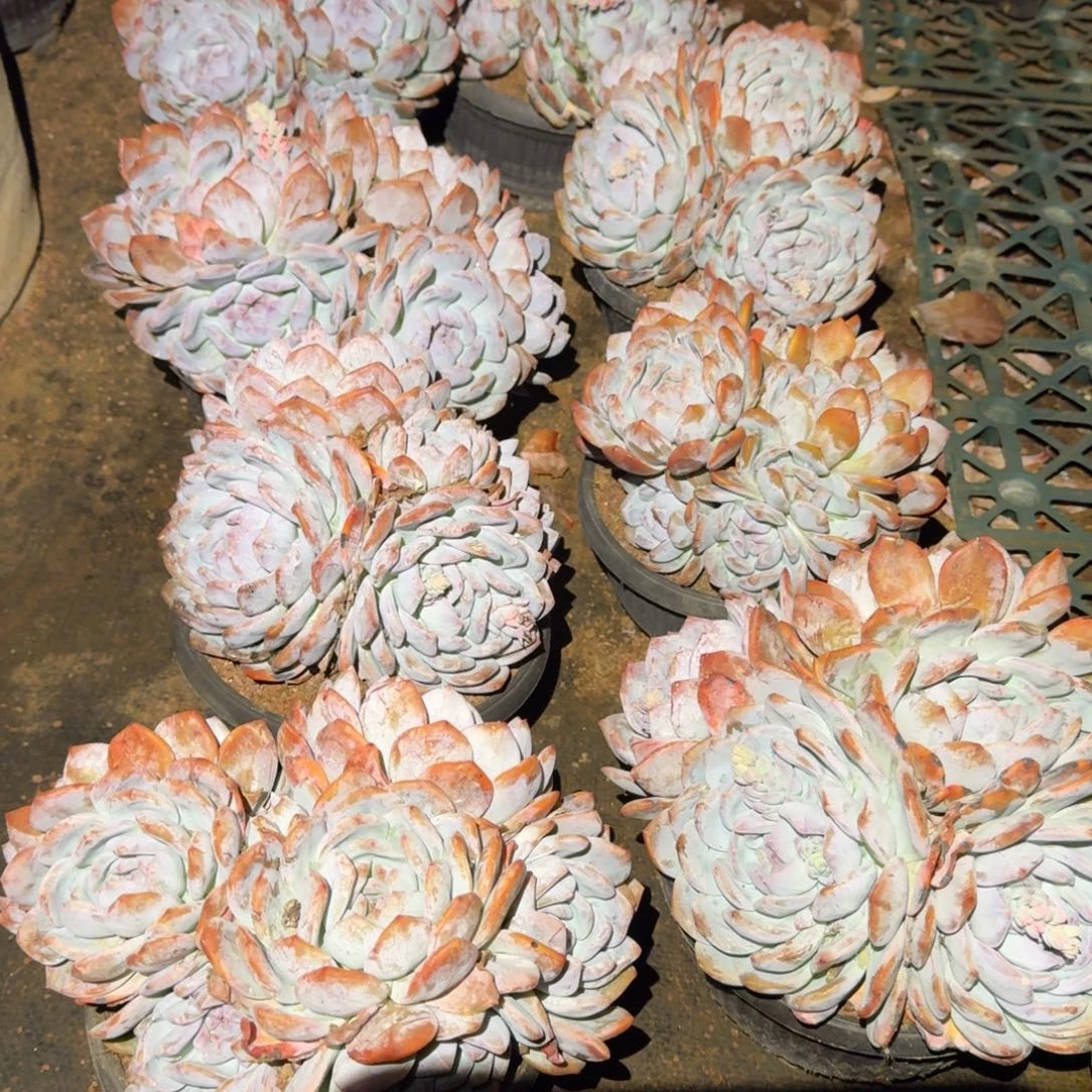 元宝盆橙梦路多肉植物