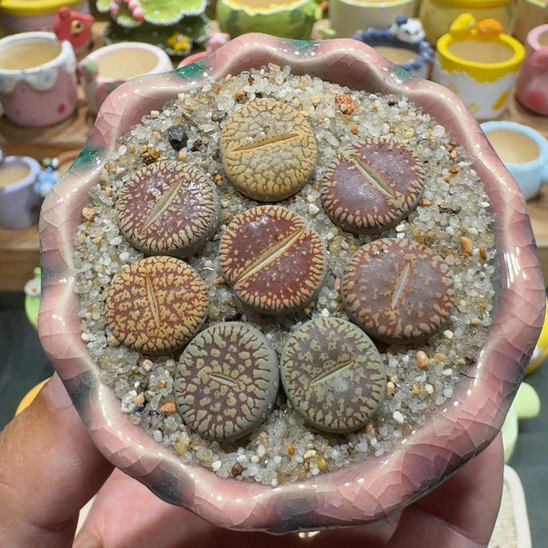蘑菇1217日轮彩拼多肉植物