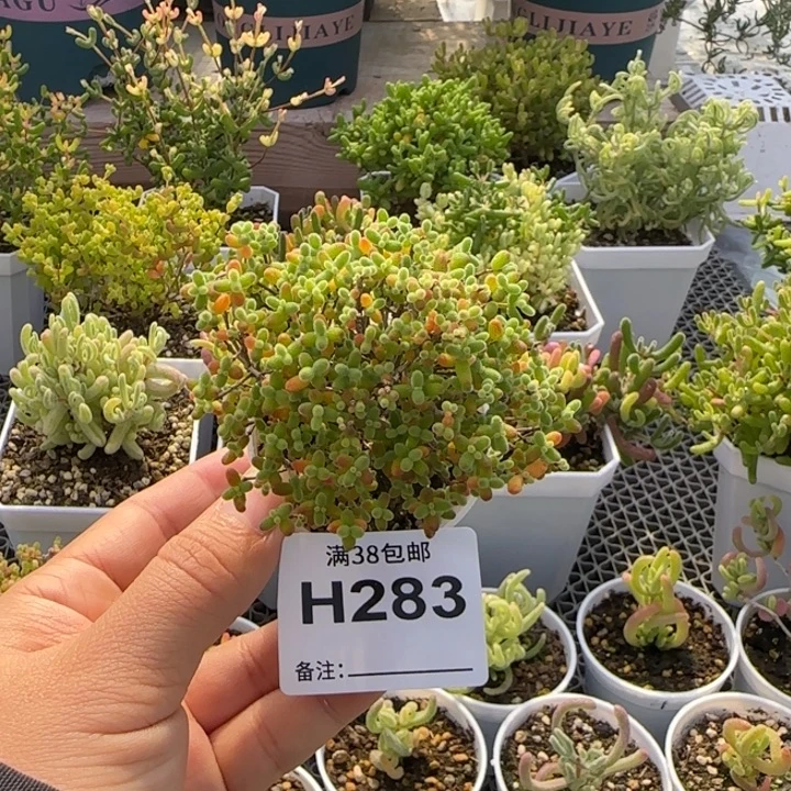 多肉植物枝干蜜桔糖球