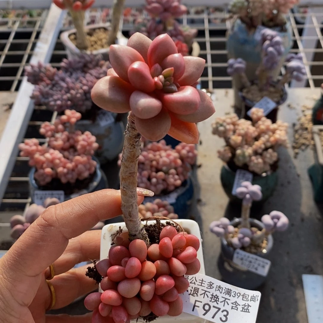 先锋派973/5cm多肉