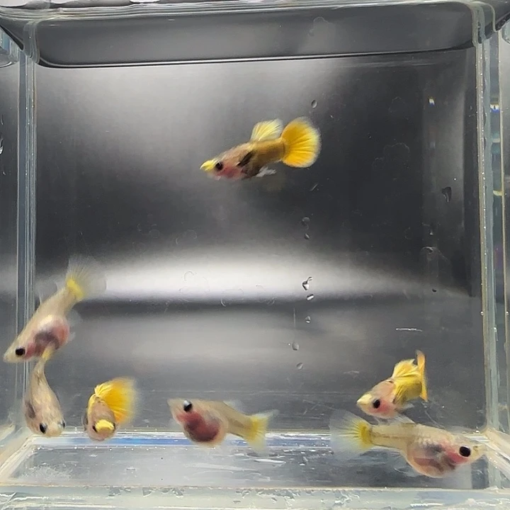 孔雀鱼黄金小金头玻璃猫3对