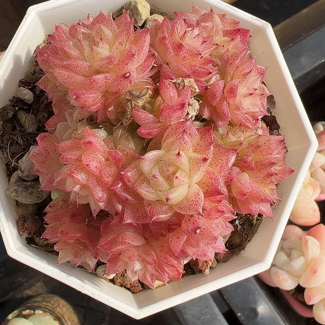 小脸麦秆群生，母猪麦秆