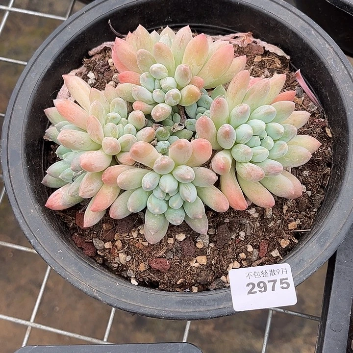 阿雅园艺。         2975奶糖